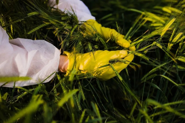 匠心智策 警惕！田里有间谍